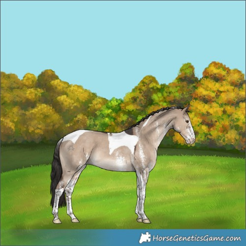 Horse Color:White Spotted Liver Red Dun Tobiano 