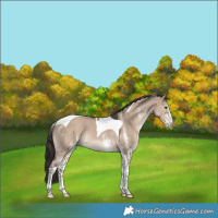 Horse Color:White Spotted Liver Red Dun Tobiano