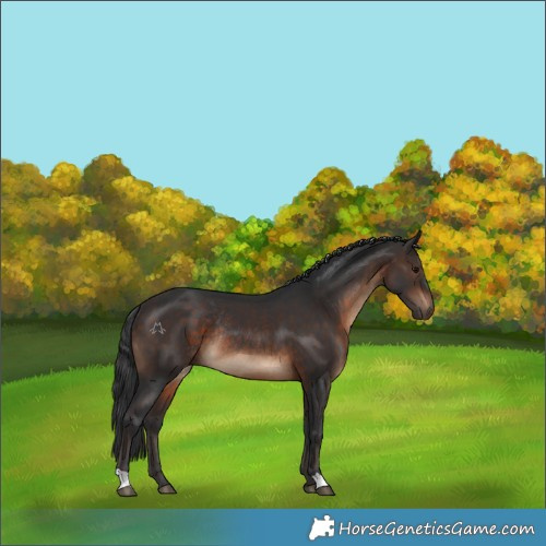 Horse Color:Brown Rabicano 