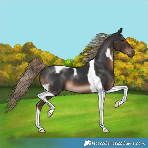 Horse Color:Liver Chestnut Tobiano 