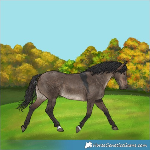 Horse Color:Brown Dun 