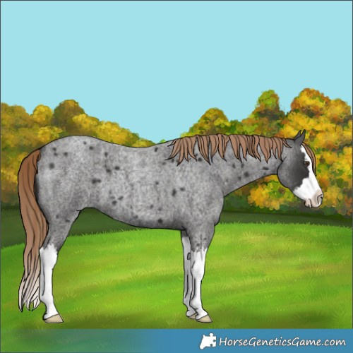 Horse Color:Liver Red Roan Splash 