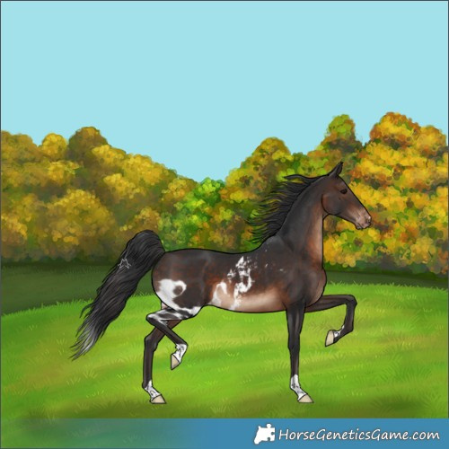 Horse Color:Brown Skewed Appaloosa 