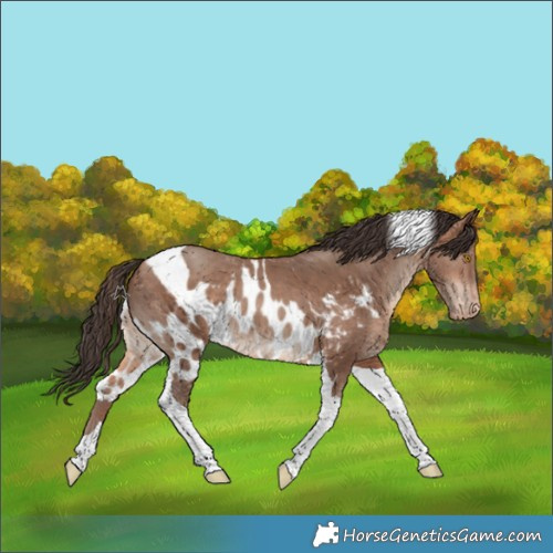 Horse Color:Sable Champagne Tobiano Skewed Appaloosa 