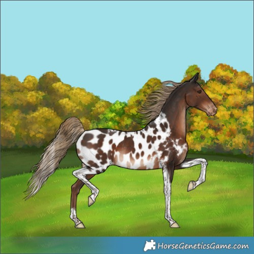 Horse Color:Liver Chestnut Tobiano Skewed Appaloosa Rabicano 