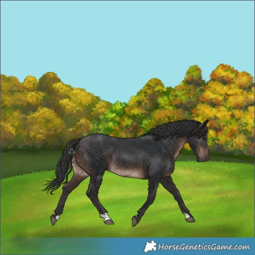 Horse Color:Brown Rabicano 