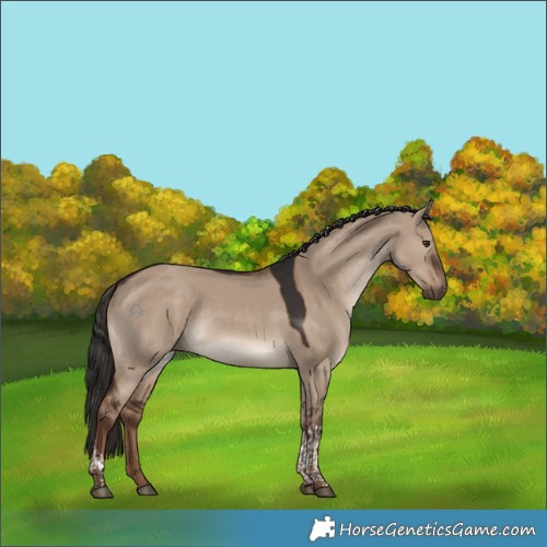 Horse Color:Liver Red Dun Tobiano Rabicano 