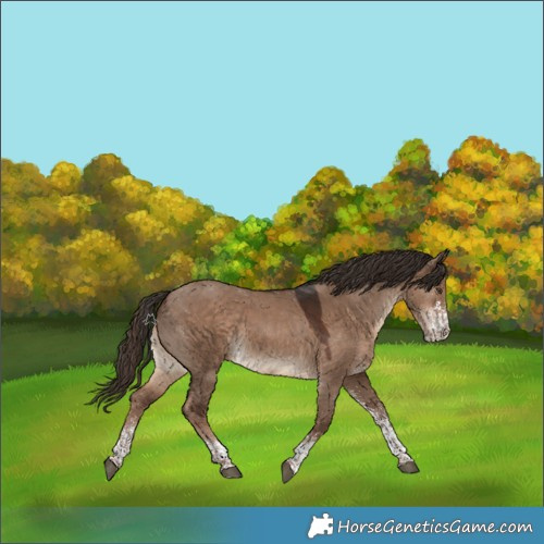 Horse Color:White Spotted Liver Red Dun Rabicano 