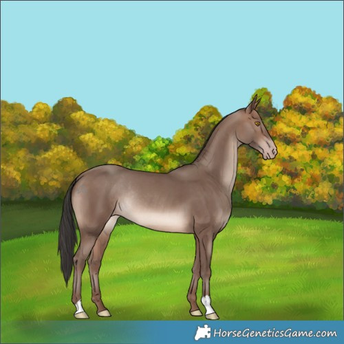 Horse Color:Sable Champagne Rabicano 