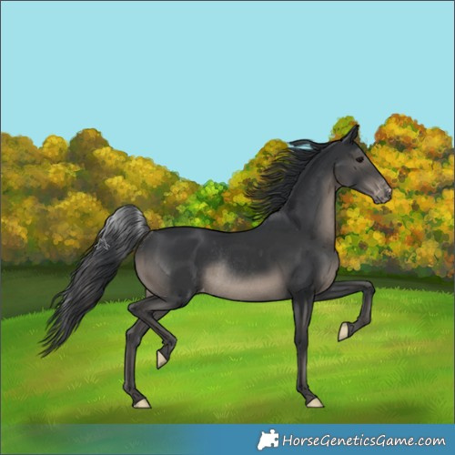 Horse Color:Black Skewed Appaloosa Rabicano 