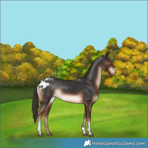 Horse Color:Liver Chestnut Tobiano Skewed Appaloosa Rabicano 