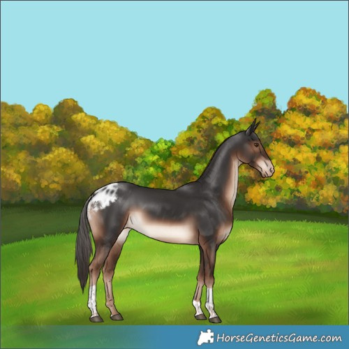 Horse Color:Liver Chestnut Tobiano Skewed Appaloosa Rabicano