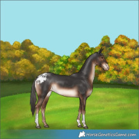 Horse Color:Liver Chestnut Tobiano Skewed Appaloosa Rabicano 