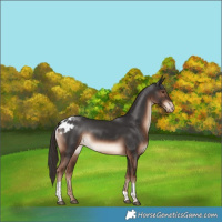 Horse Color:Liver Chestnut Tobiano Skewed Appaloosa Rabicano