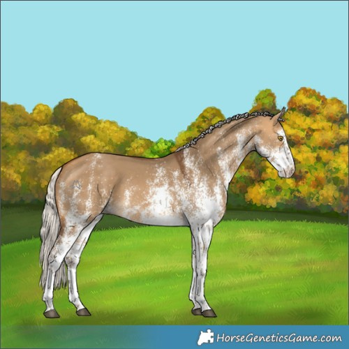 Horse Color:White Spotted Silver Buckskin Dun 