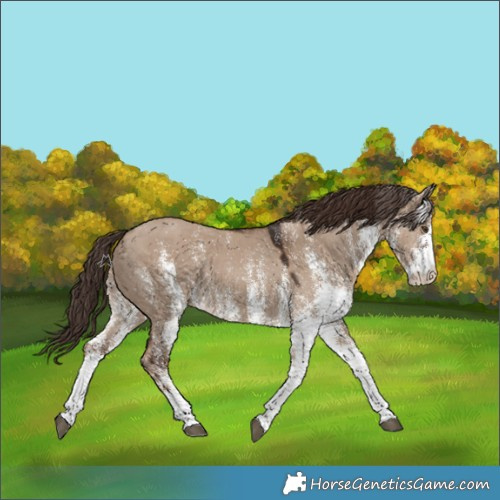 Horse Color:White Spotted Liver Red Dun Rabicano 