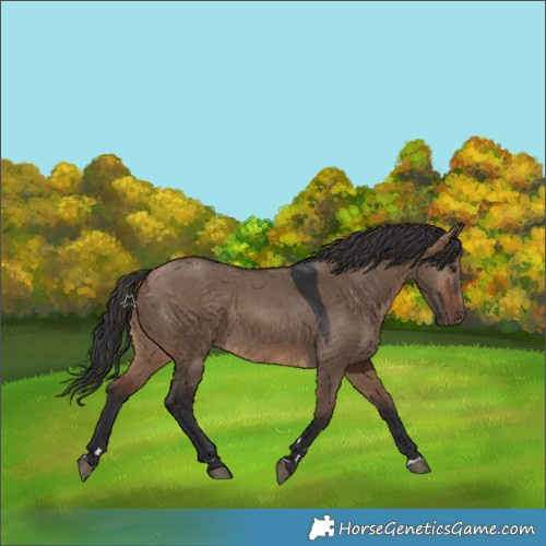 Horse Color:Brown Dun Rabicano 