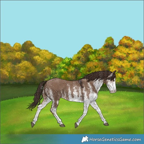 Horse Color:White Spotted Liver Red Dun 