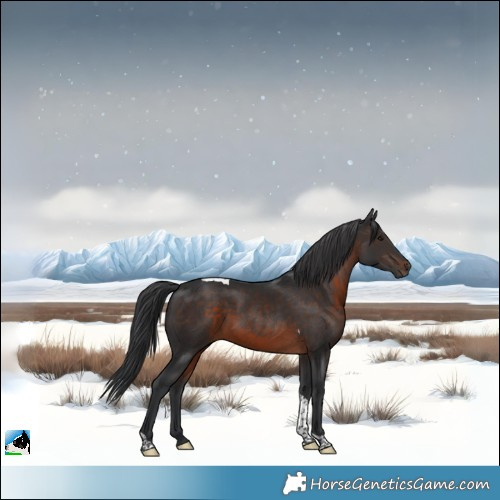 Horse Color:Brown Tobiano 
