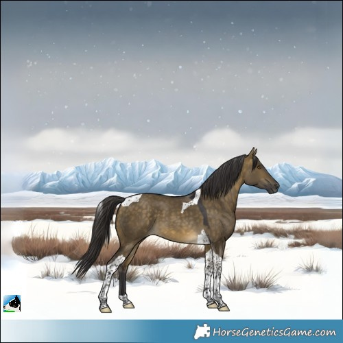Horse Color:Buckskin Dun Tobiano