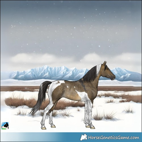 Horse Color:Buckskin Dun Tobiano Rabicano 