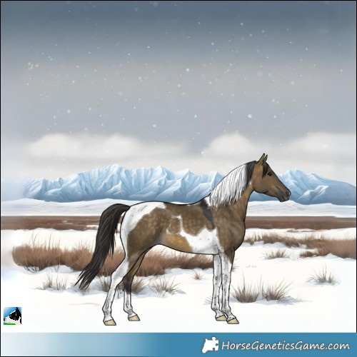 Horse Color:Buckskin Dun Tobiano