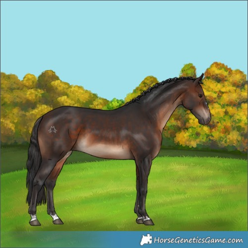 Horse Color:Brown 