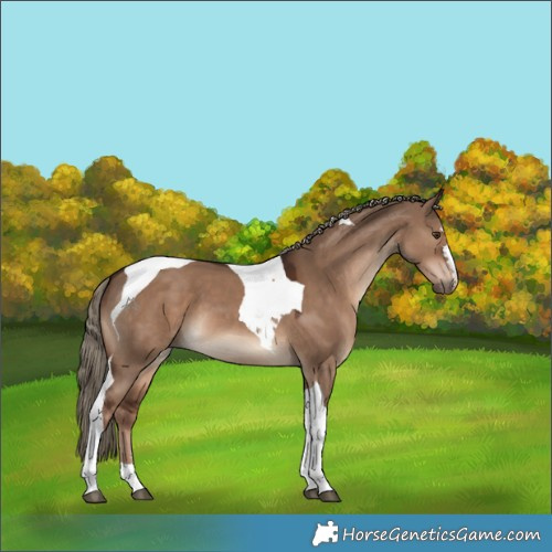 Horse Color:Liver Red Dun Tobiano 
