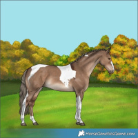 Horse Color:Liver Red Dun Tobiano 