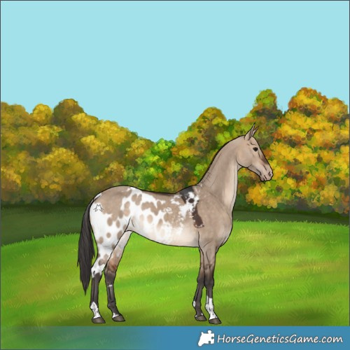 Horse Color:Bay Dun Tobiano Skewed Appaloosa Rabicano 