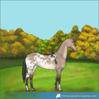 Horse Color:Bay Dun Tobiano Skewed Appaloosa Rabicano