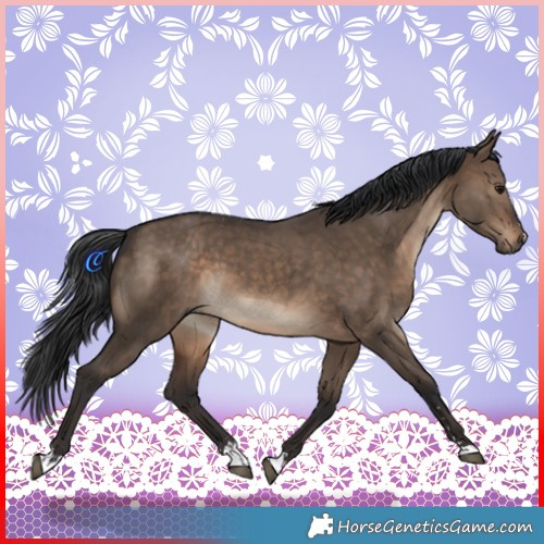 Horse Color:Brown Dun 