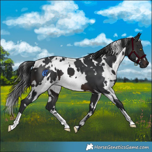 Horse Color:White Spotted Brown 