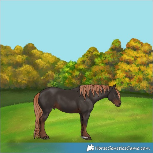 Horse Color:Liver Chestnut 