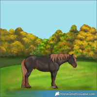 Horse Color:Liver Chestnut 