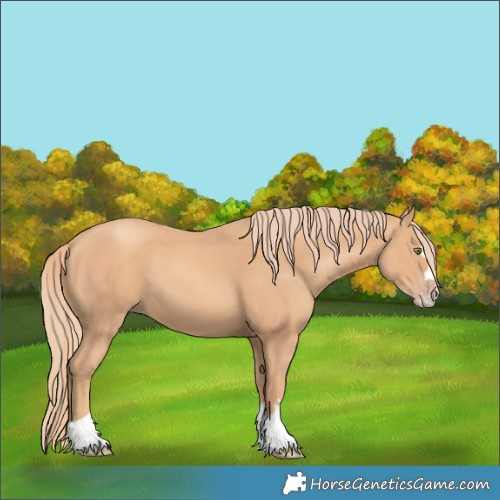 Horse Color:Gold Champagne 