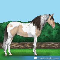 Horse Color:Bay Dun Tobiano 
