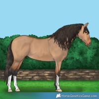 Horse Color:Bay Dun 