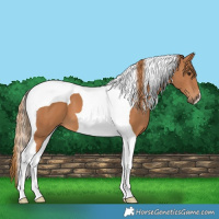 Horse Color:Chestnut Tobiano