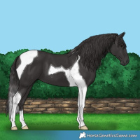 Horse Color:Smoky Black Tobiano 