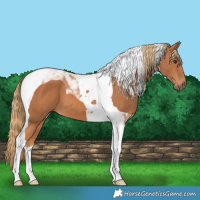 Horse Color:Chestnut Tobiano