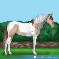 Horse Color:Red Dun Tobiano 