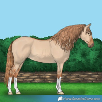 Horse Color:Red Dun 