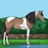 Horse Color:Bay Dun Tobiano
