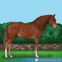 Horse Color:Chestnut 