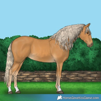 Horse Color:Palomino 