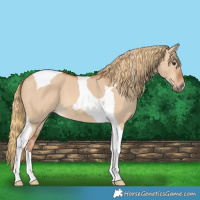 Horse Color:Red Dun Tobiano 