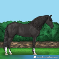 Horse Color:Smoky Black 