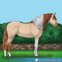 Horse Color:Red Dun Tobiano 