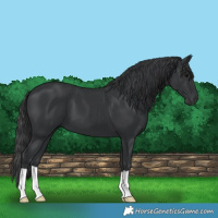Horse Color:Black 
